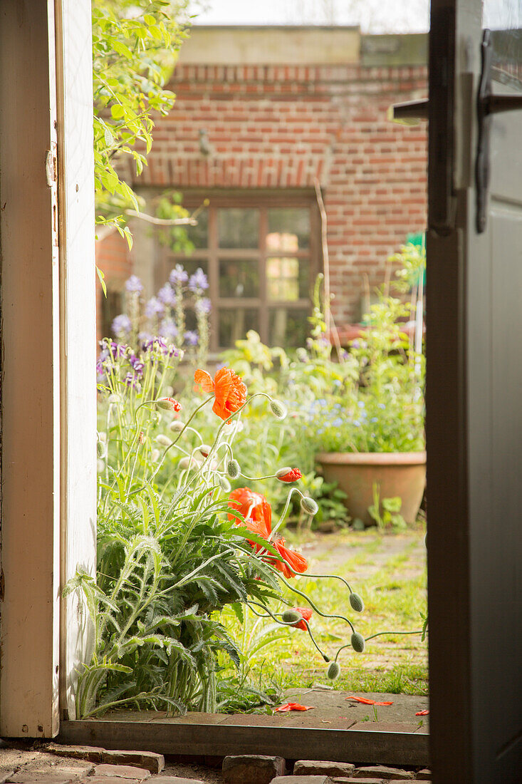 View through open door into summery courtyard garden