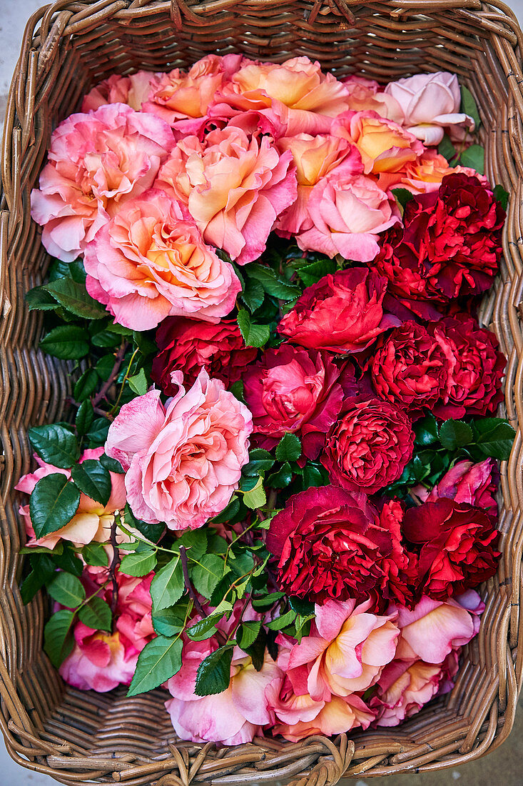 Pinke und rote Rosen in einem Korb