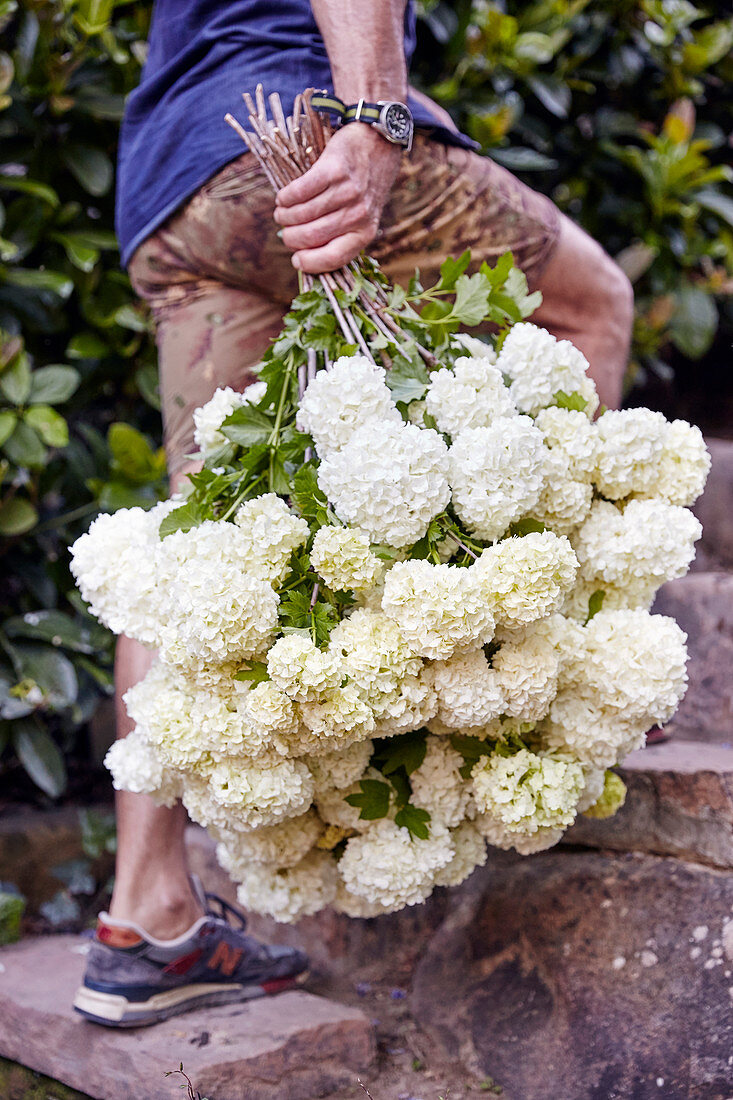 Mann trägt einen üppigen Strauß weißer Hortensien durch den Garten
