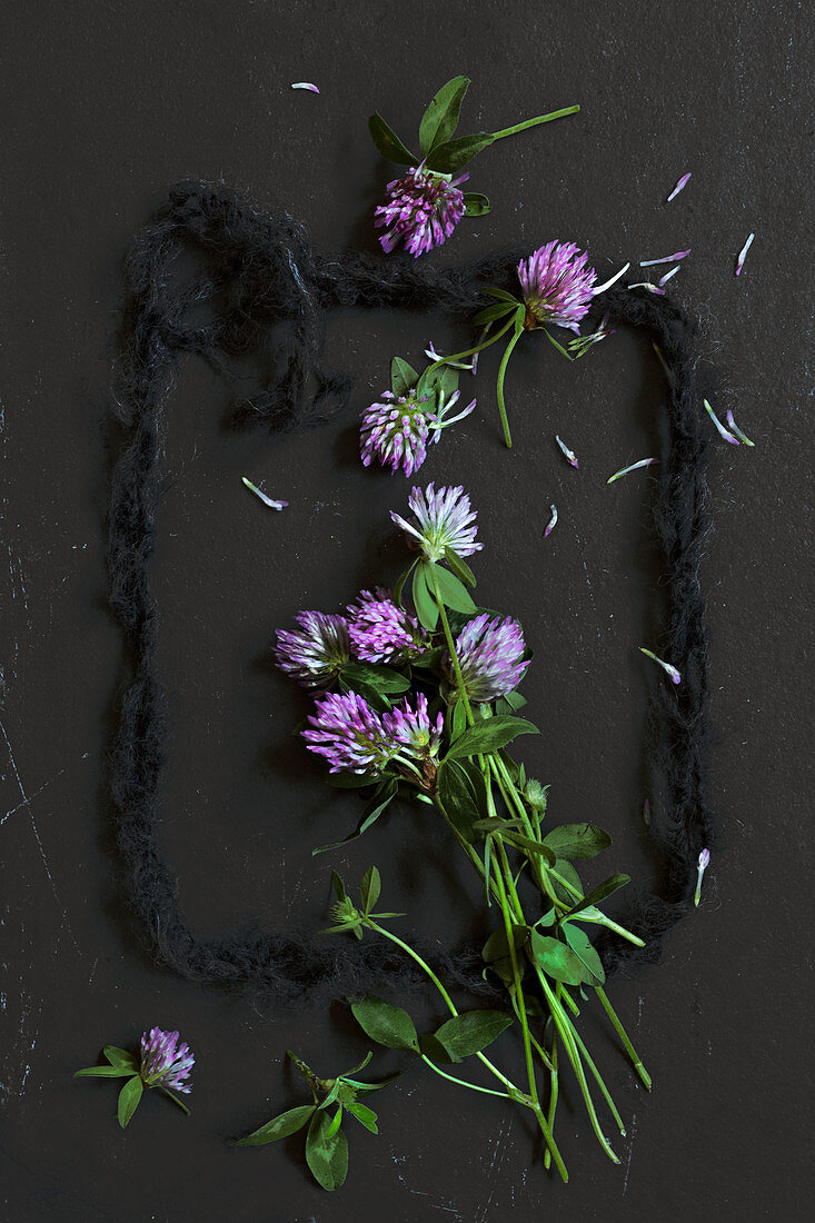 Red clover (Trifolium pratense) framed in black wool on black slate surface