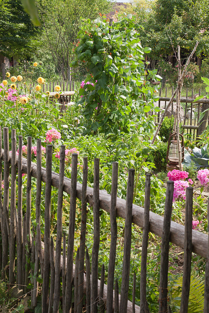 Flowers and vegetables in fenced cottage garden
