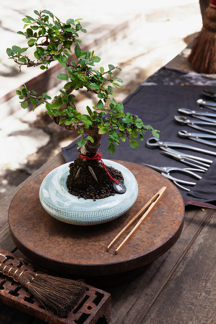 Bonsaibaum auf einem Metalltablett auf dem Tisch mit Werkzeug