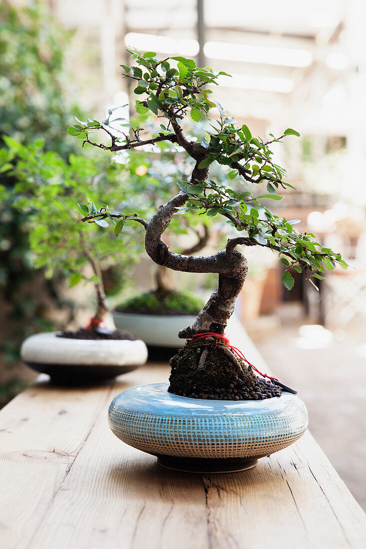 Bonsai tree in pale blue pot