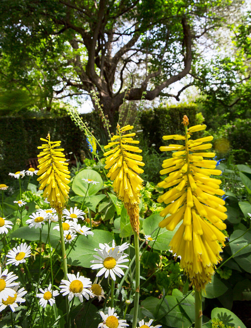Gelbe Fackellilien und Margeriten im Garten