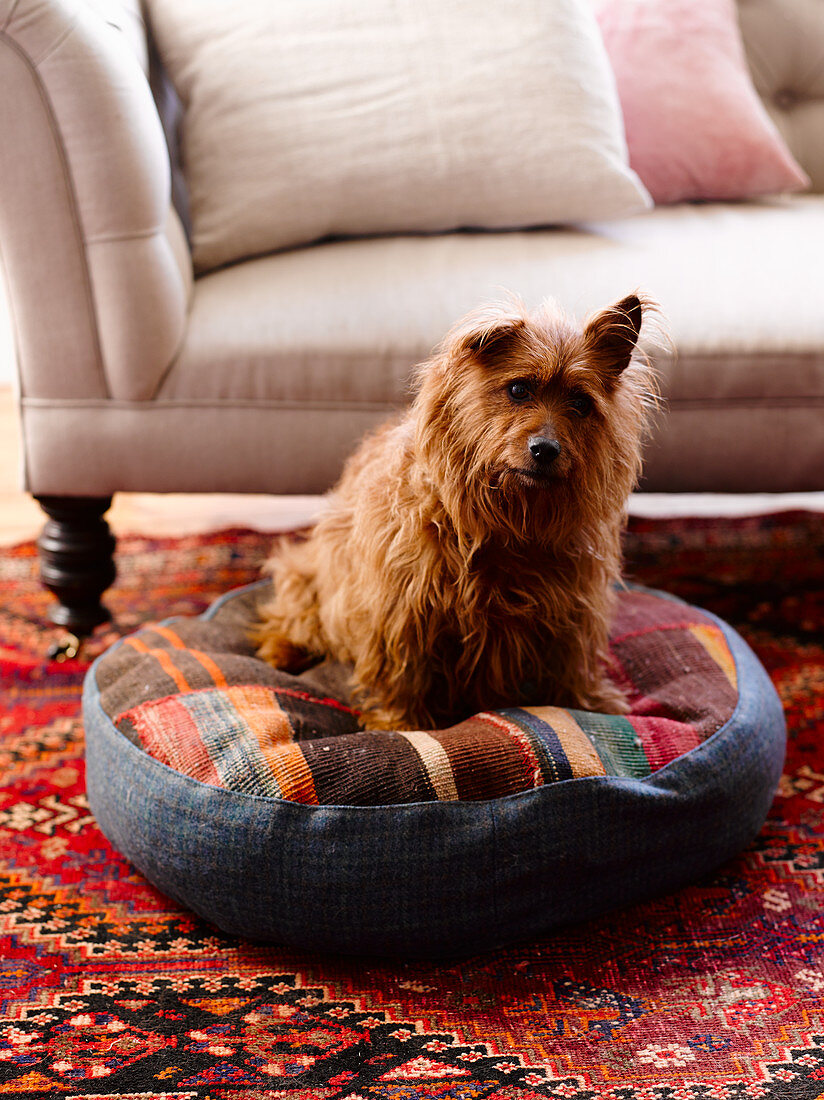 Hund sitzt auf einem Bodenkissen aus Teppichstücken