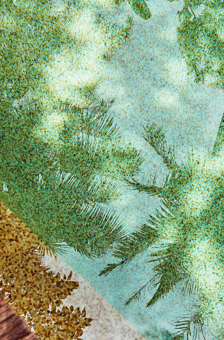 Palmen spiegeln sich im Pool