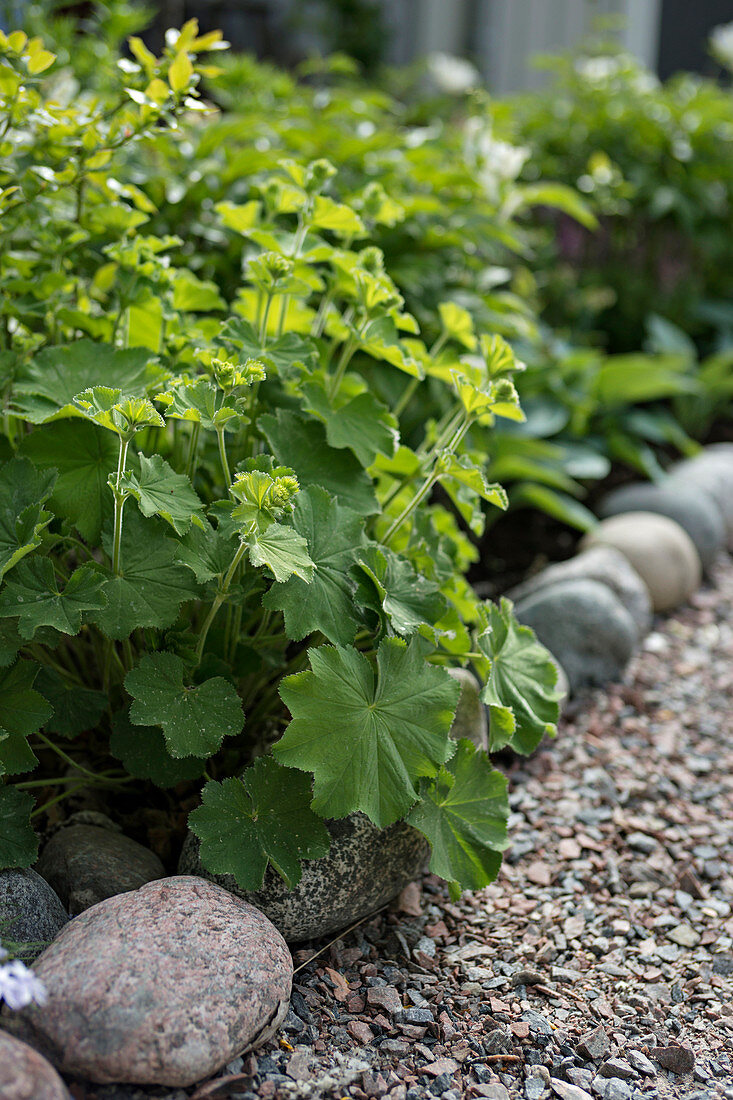 Lady's mantle in flowerbed with cobble edging next to gravel path