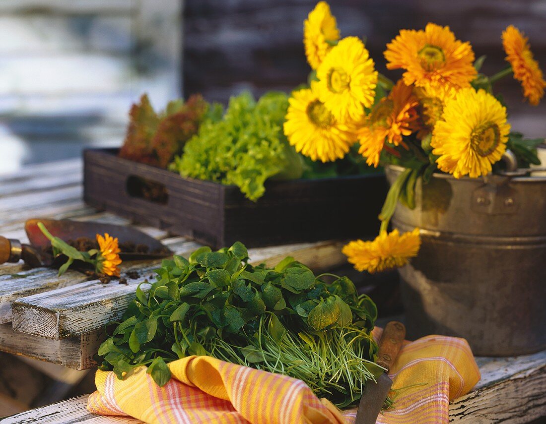 Stillleben mit jungem Portulak, Blumen im Eimer & Salat