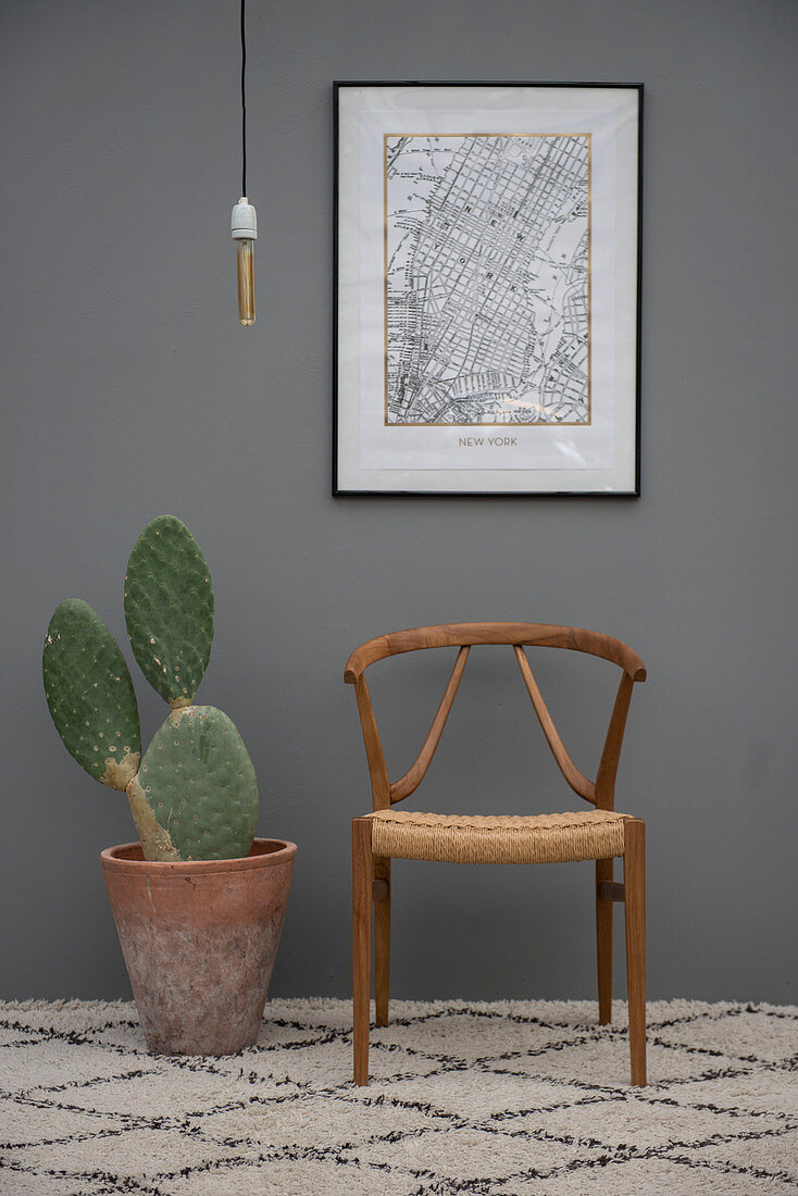 Kaktus im Terracottatopf und Designerstuhl vor grauer Wand