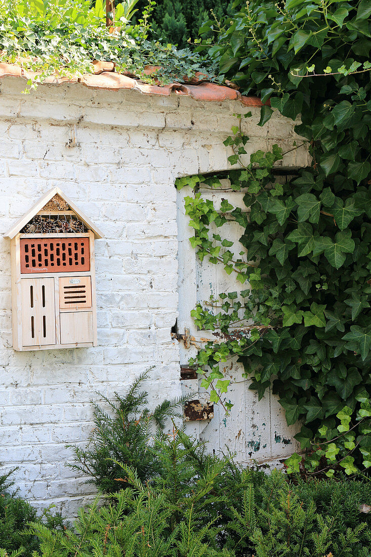 Insektenhaus an einer von Efeu bewachsenen Gartenmauer