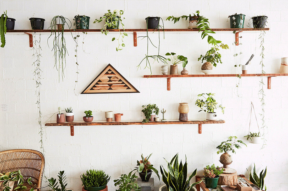 Wooden shelves with house plants on white wall