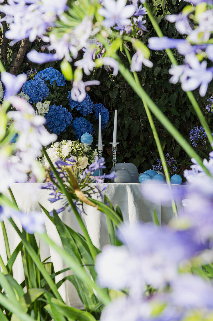 View of blue hydrangeas in the garden