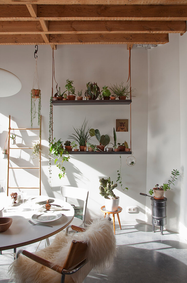 Various houseplants on suspended shelves in dining room