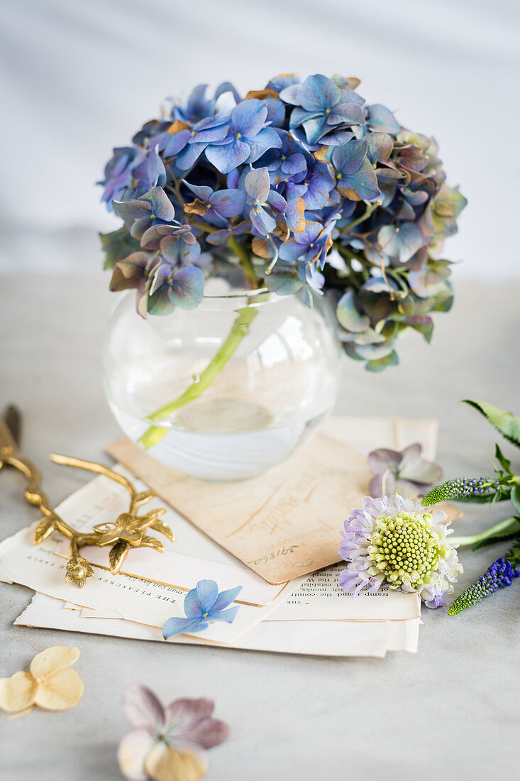 Blue hydrangeas in glass vase on grey surface