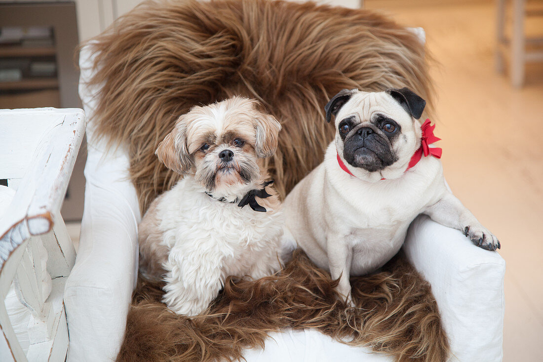 Two dogs sitting on brown sheepskin on chair