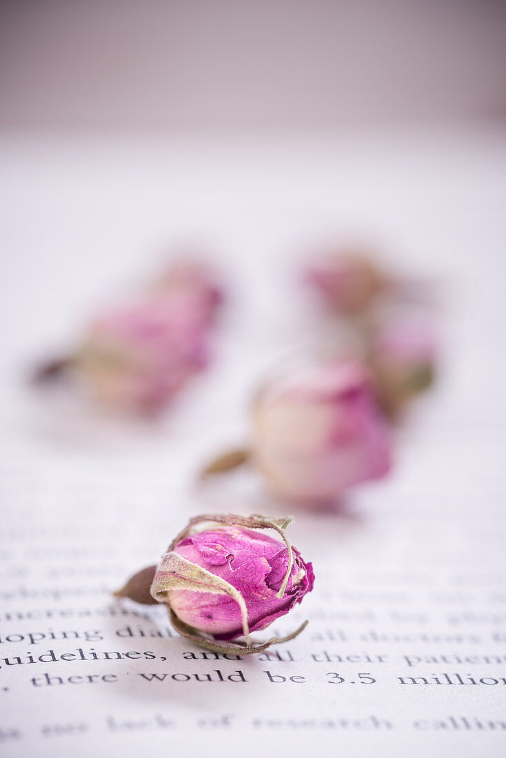 Dried rose buds on book page