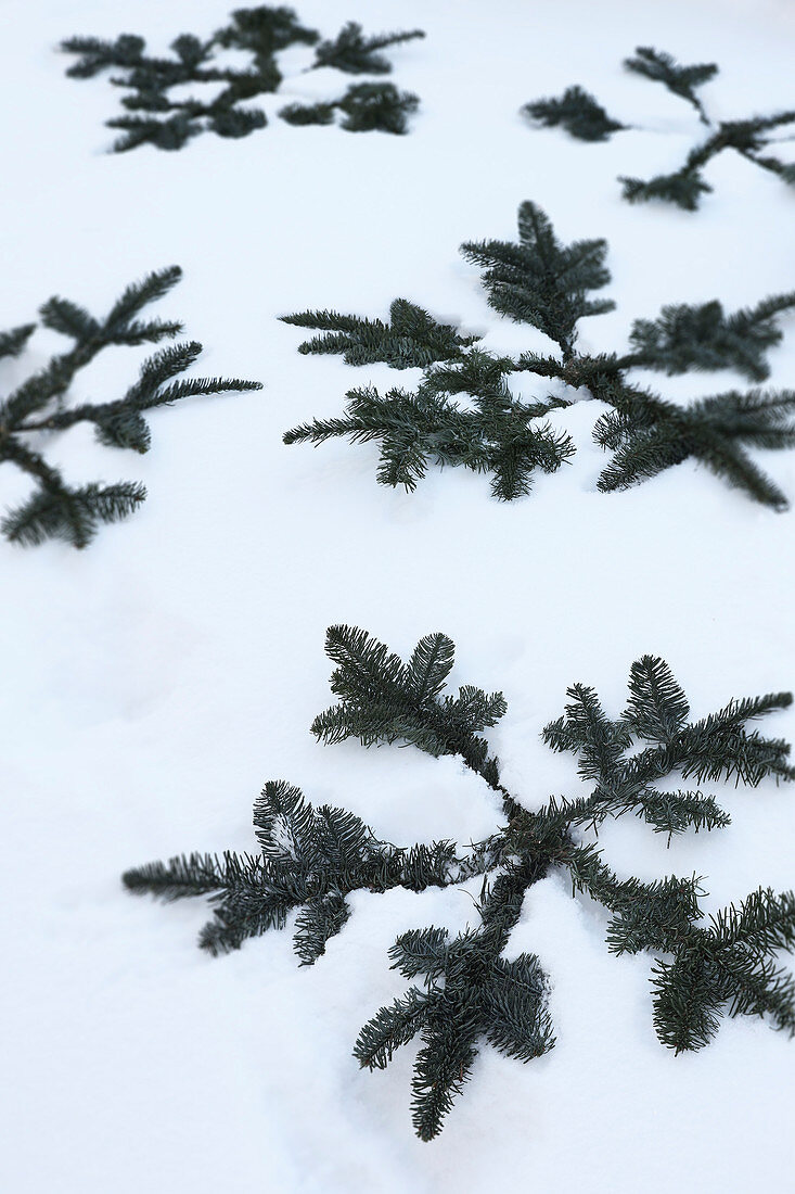 Pine branches decoratively arranged in snow