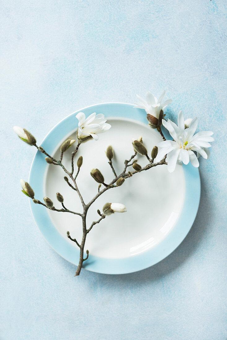 White-flowering sprig of magnolia on plate