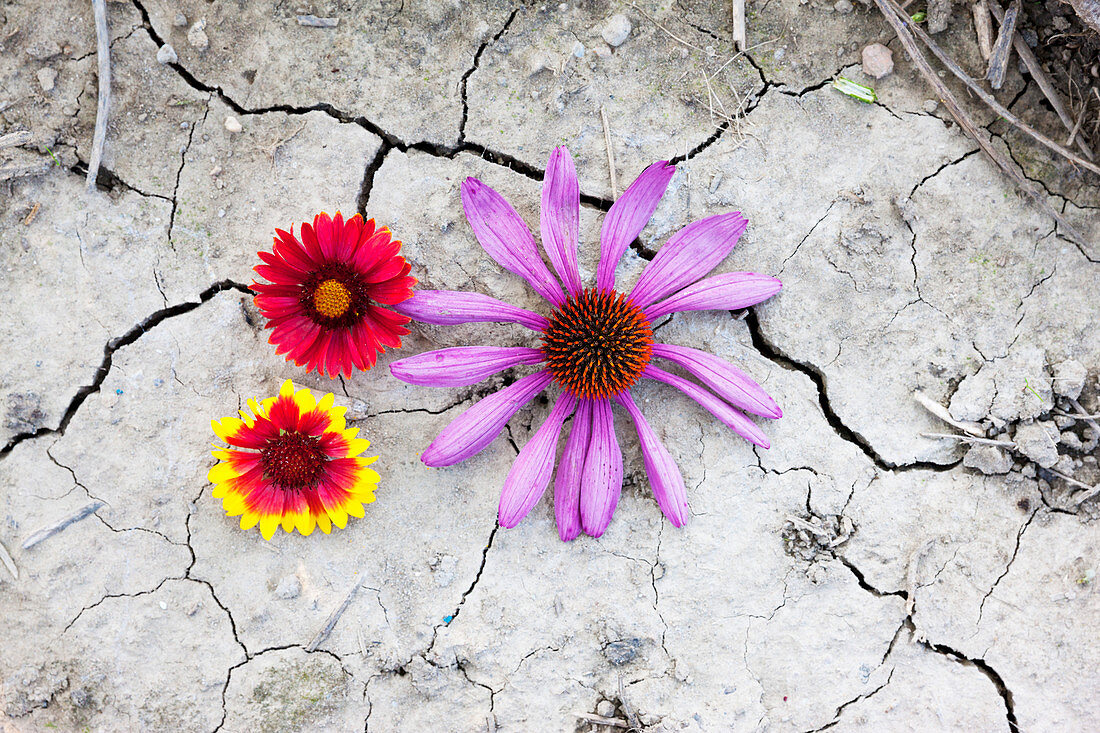 Sonnenbraut (Helenium) und Sonnenhut (Echinacea) auf trockener Erde