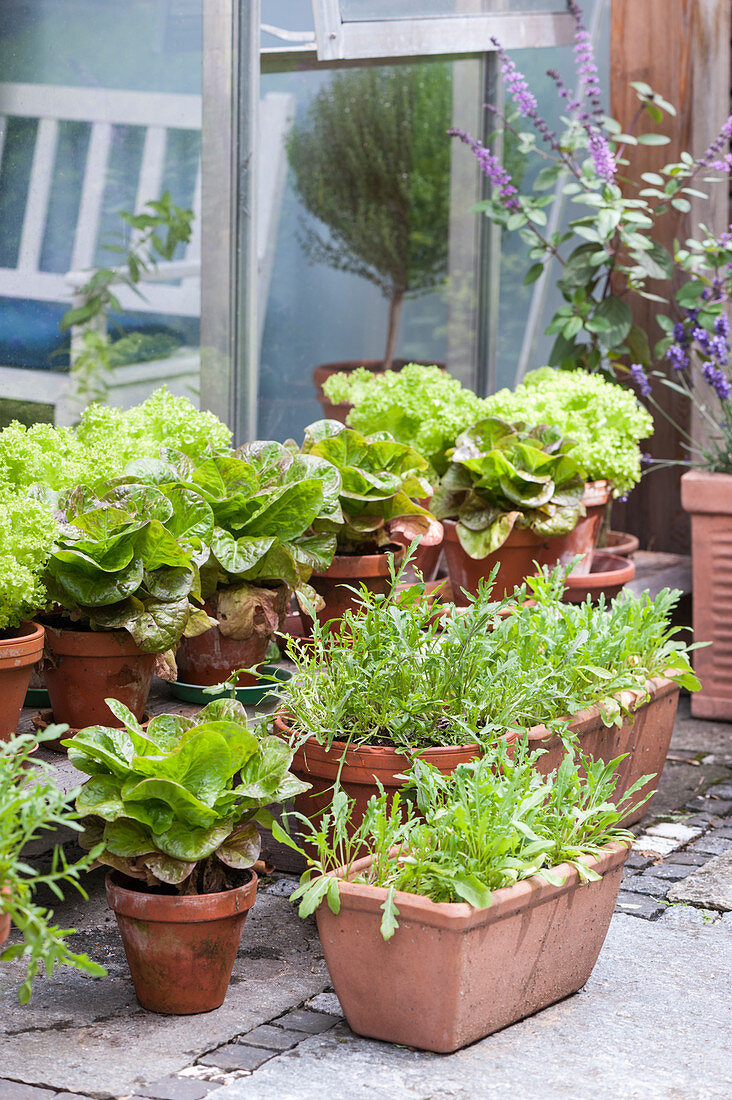 Various types of lettuce in terracotta pots on terrace