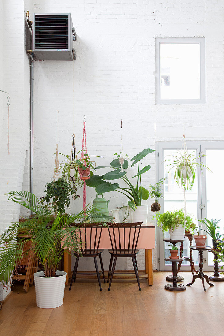 Various houseplants in high-ceilinged room with white brick wall