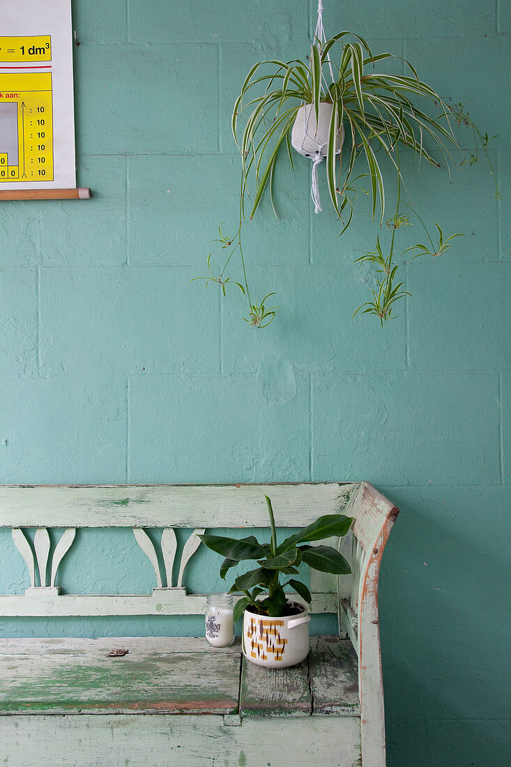 Holzbank, darüber Pflanzen auf Terrasse mit grüner Wand