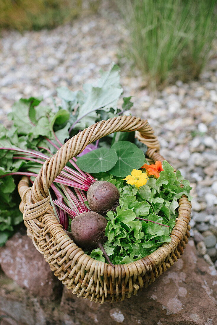 Basket of freshly harvested vegetables