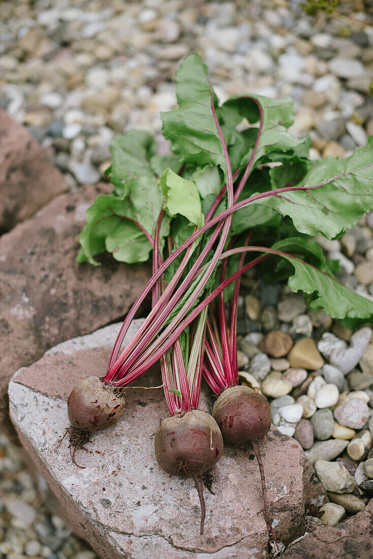 Three beetroots lying on a stone