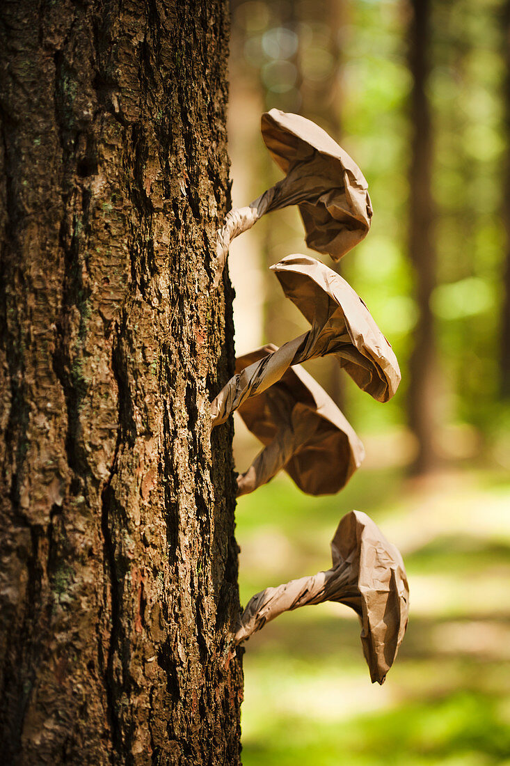 Pilze aus braunem Papier an einem Baumstamm im Wald