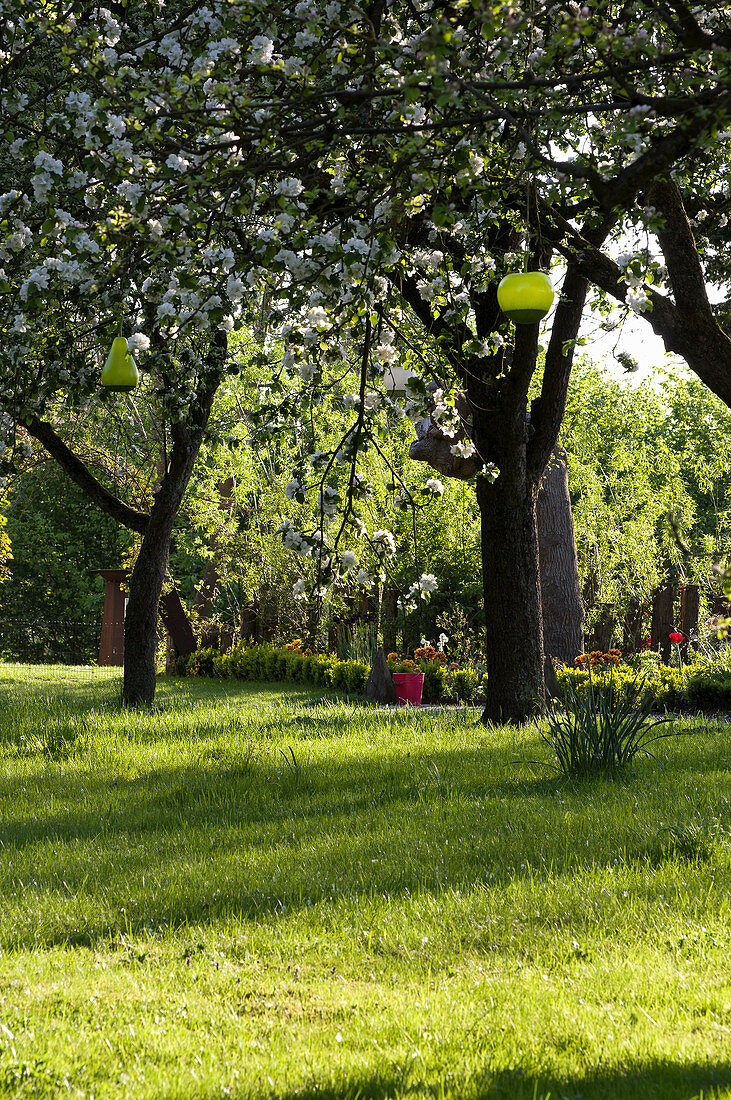 Flowering Fruit Trees In Garden Buy Image 12479996 Living4media