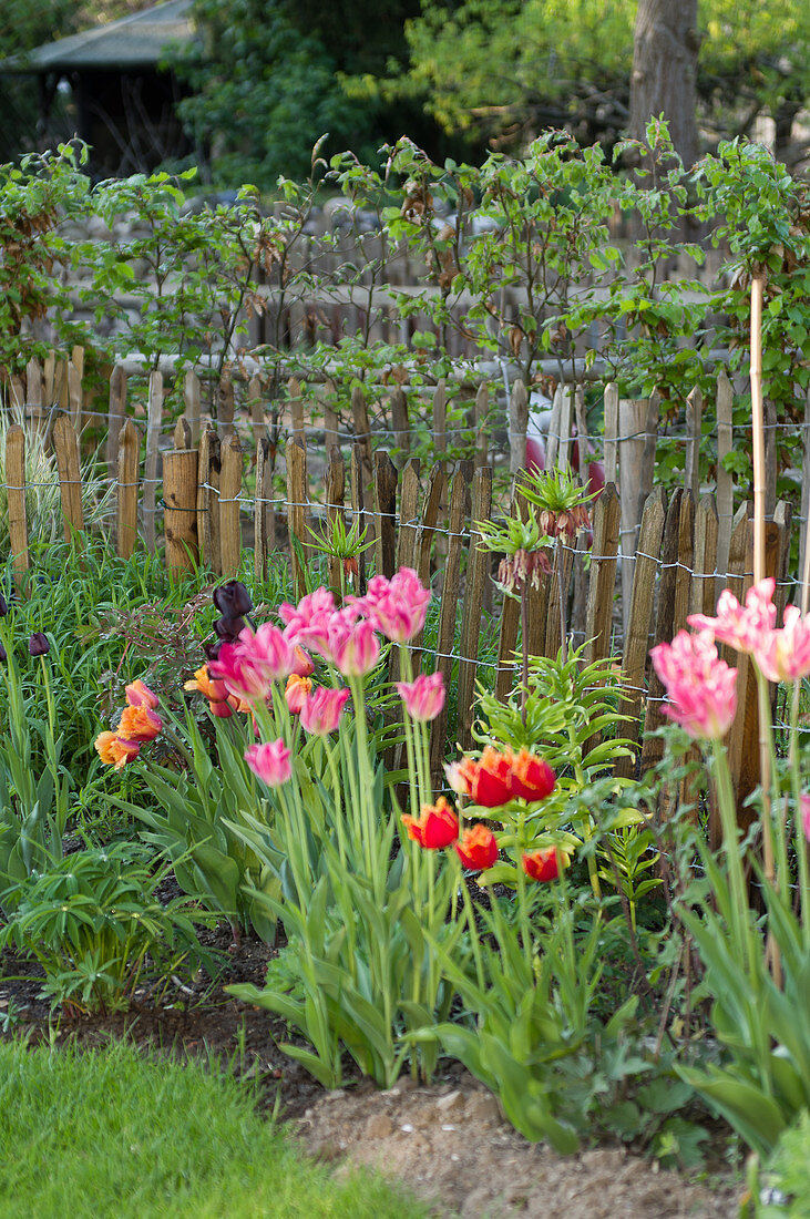 Rosa blühende Tulpen im Garten
