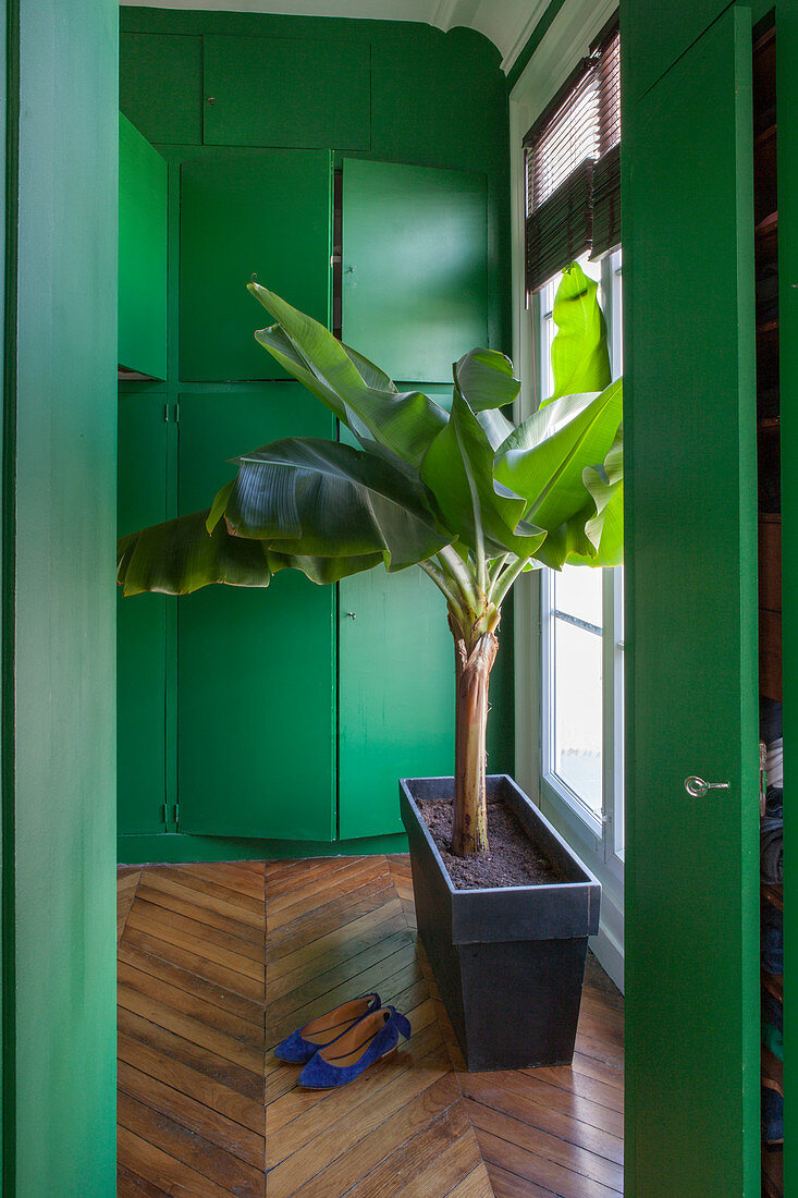 Banana tree next to window in front of green fitted cupboards