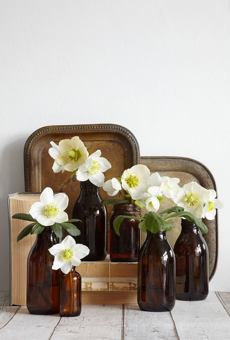 Hellebore flowers in brown bottles