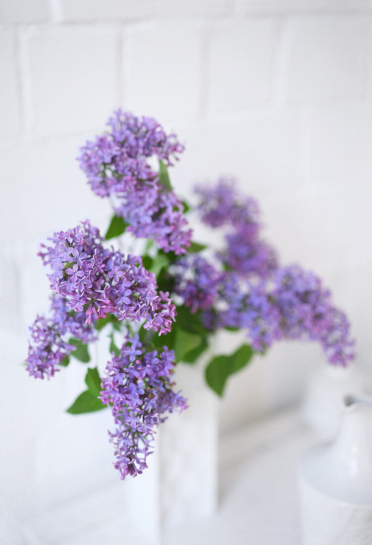 Purple lilac in white vase