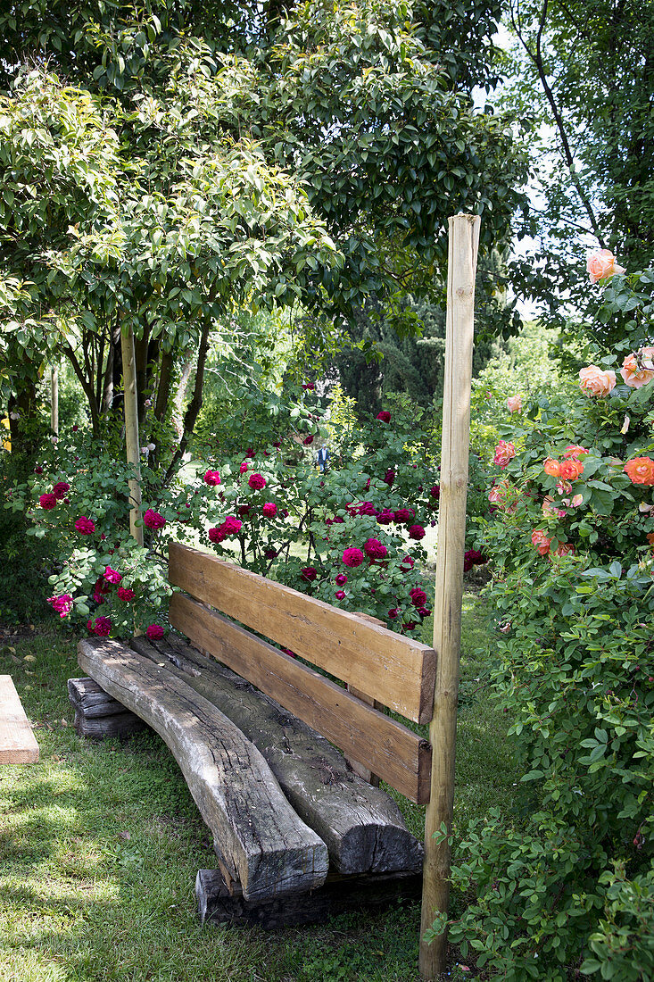 Rustikale Holzbank vor Strauchrosen im Garten