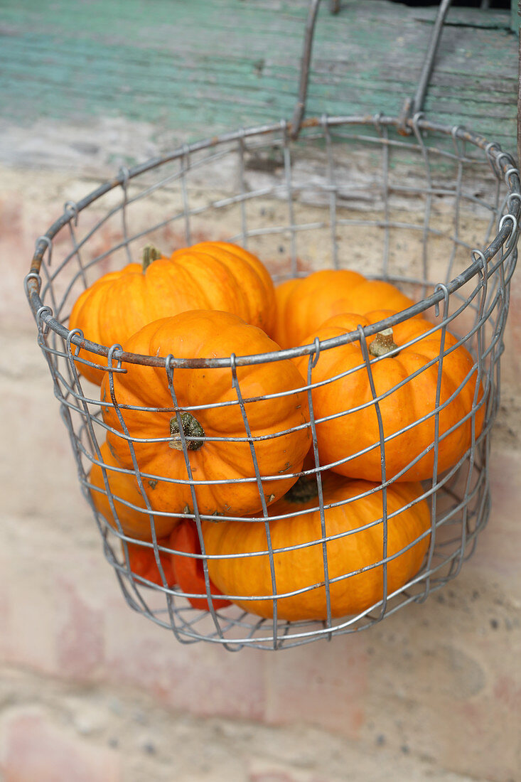 Small pumpkins in wire basket