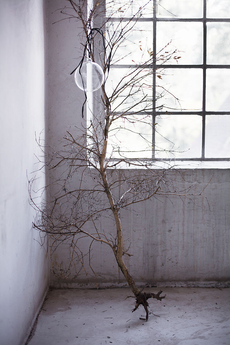 Glass bauble hung from small leafless tree with roots in front of industrial-style window