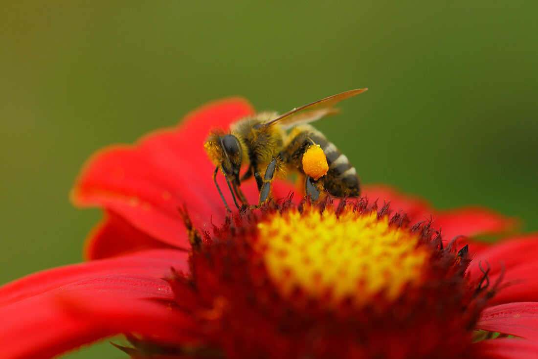 Honigbiene mit Pollensäckchen auf Blüte