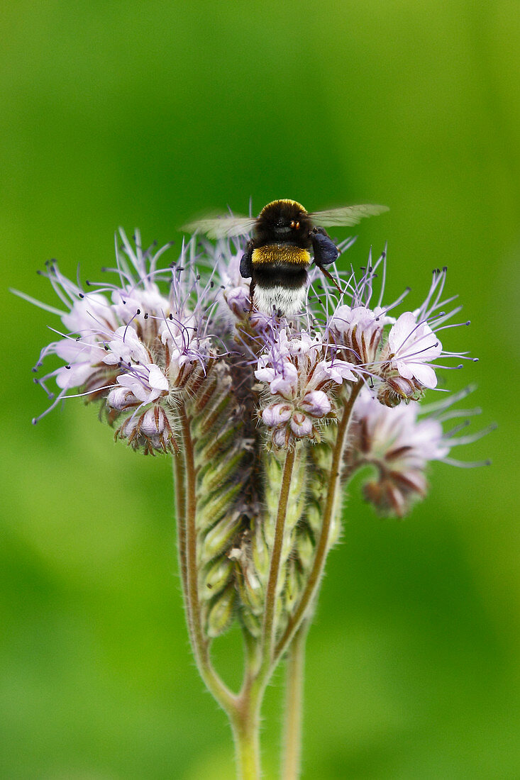 Hummel auf Blüte der Bienenweide