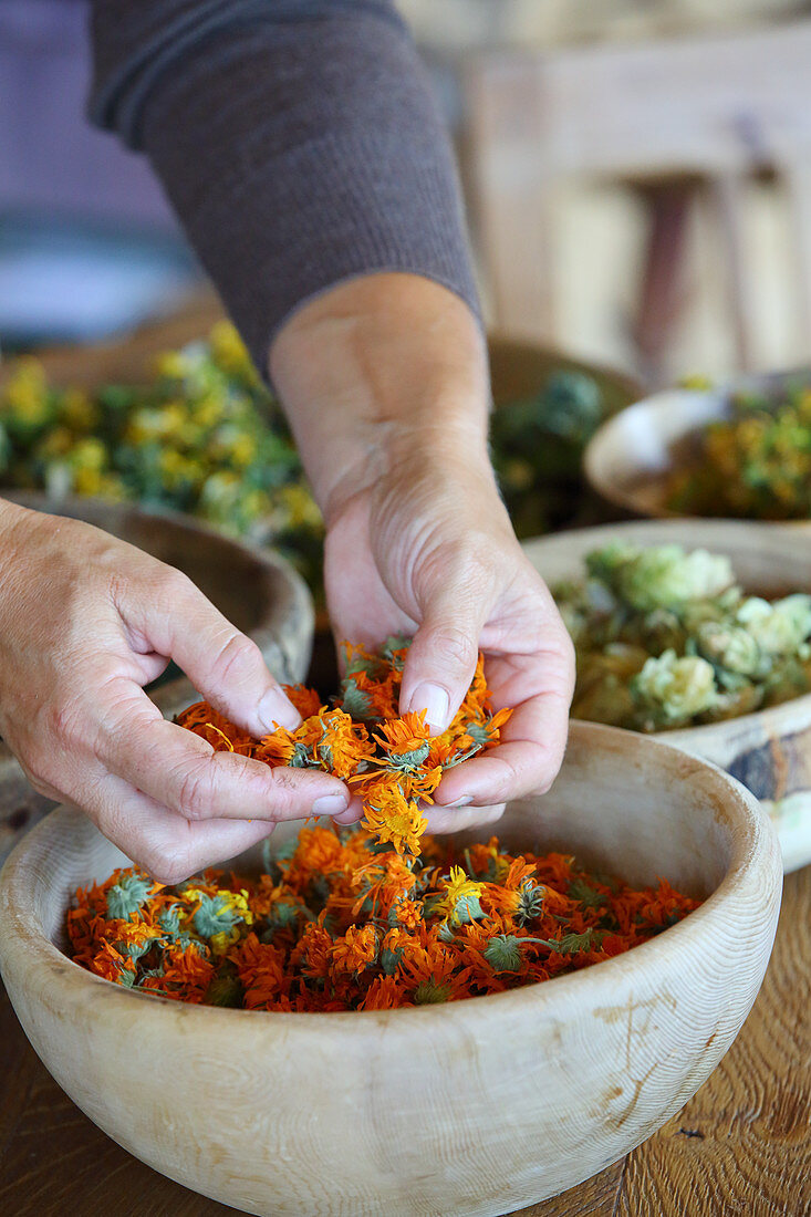 Dried marigolds falling through woman's hands into bowl