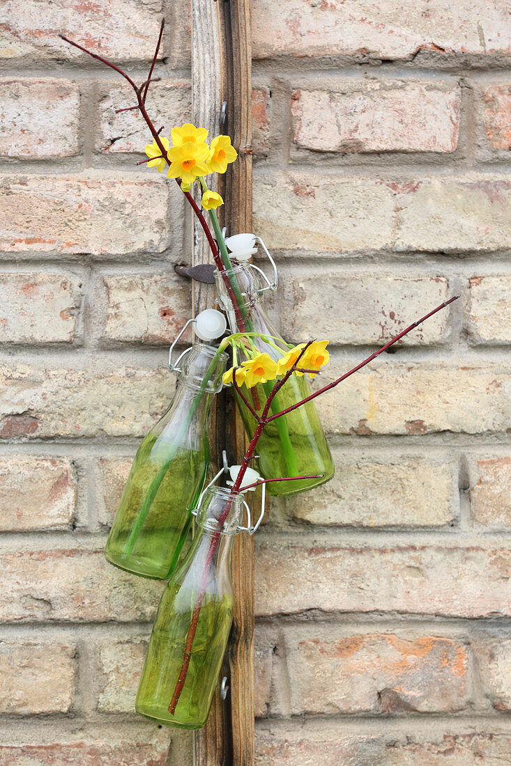 Narcissus 'Martinette' and twigs in bottles hung on wall