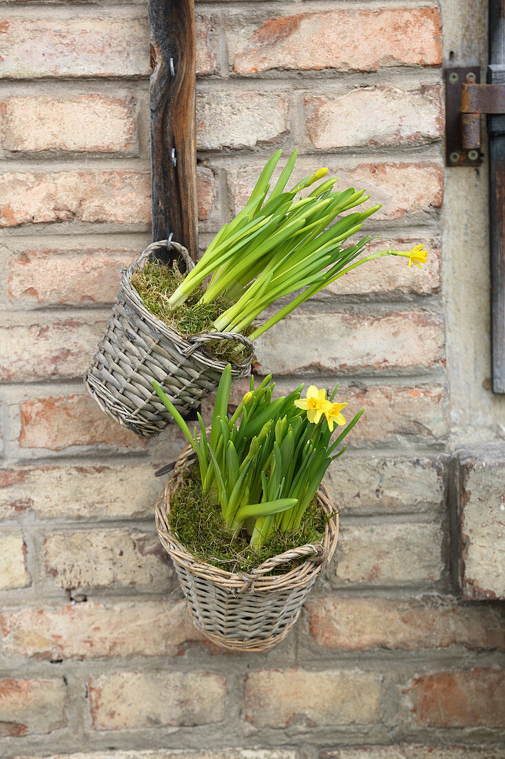 Narcissus planted in baskets hung on wall