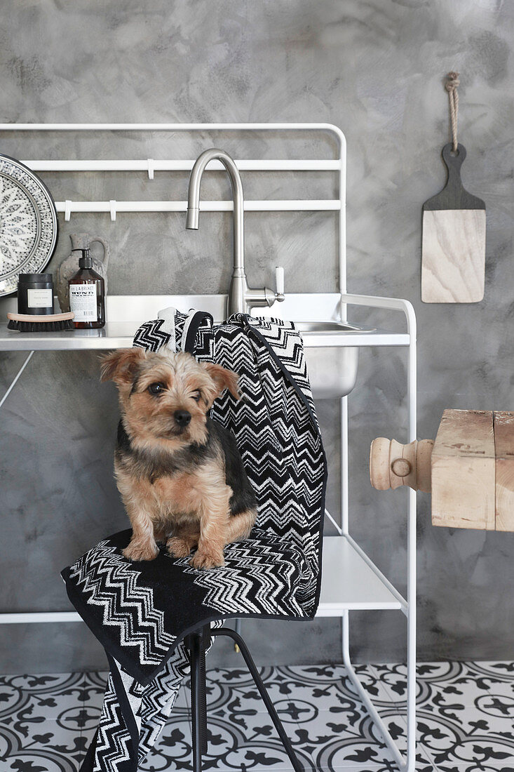 Kleiner Hund sitzt auf Hocker vor Metallgestell mit Spülbecken in schwarz-weißer Küche