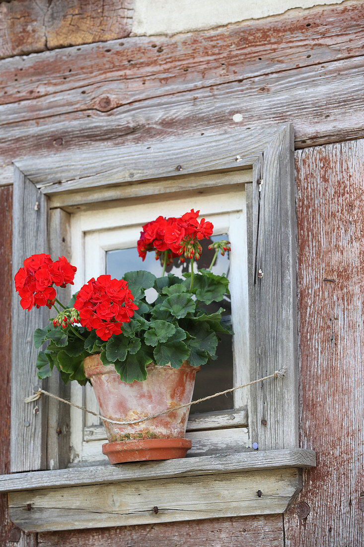 Red geranium on windowsill
