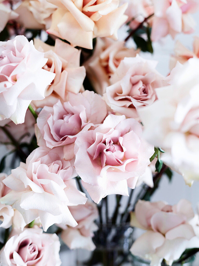 Fragrant English roses by 'David Austin'