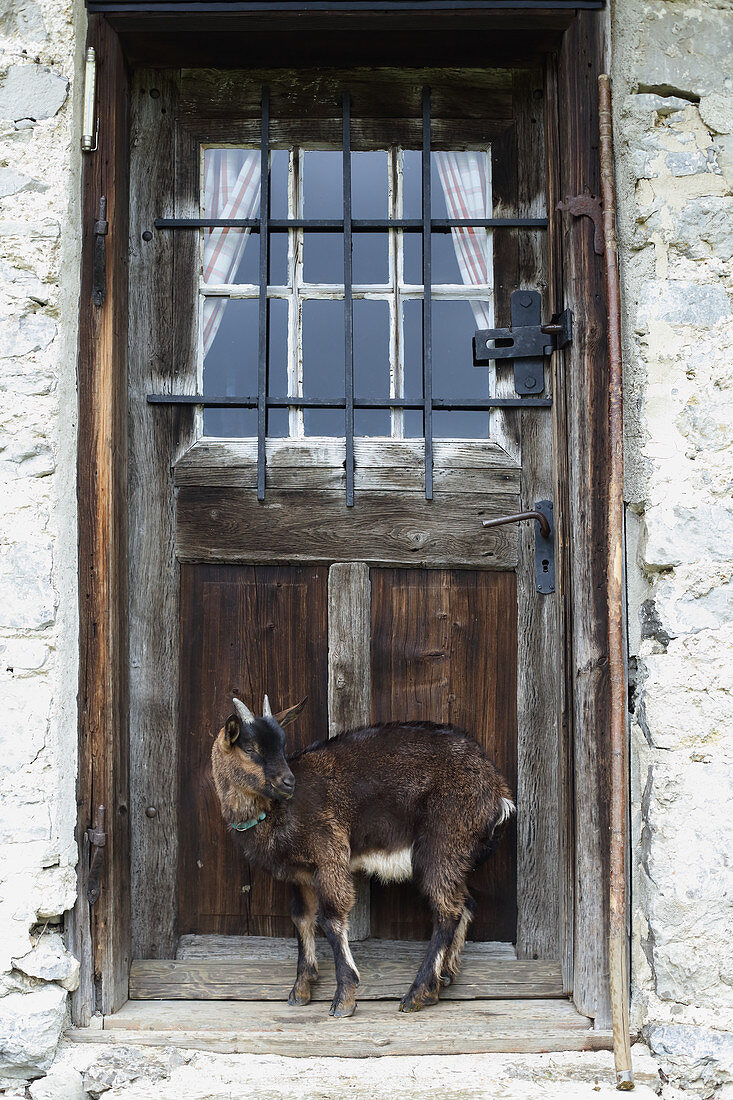 Goat in front of wooden door of Alpine cabin