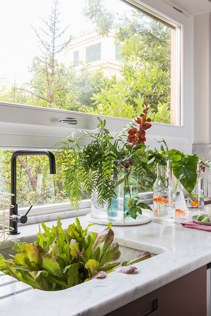 Lettuce in sink below window and branches and goldfish in vases