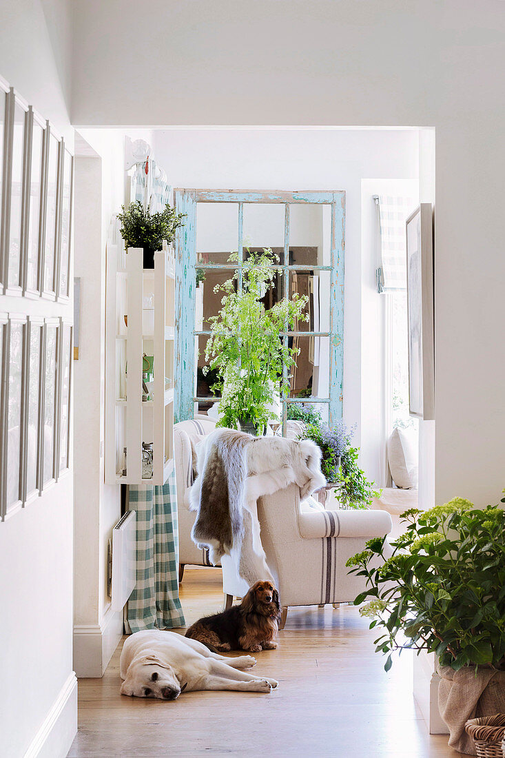 Two dogs in the hallway in a country house with summer plant decorations