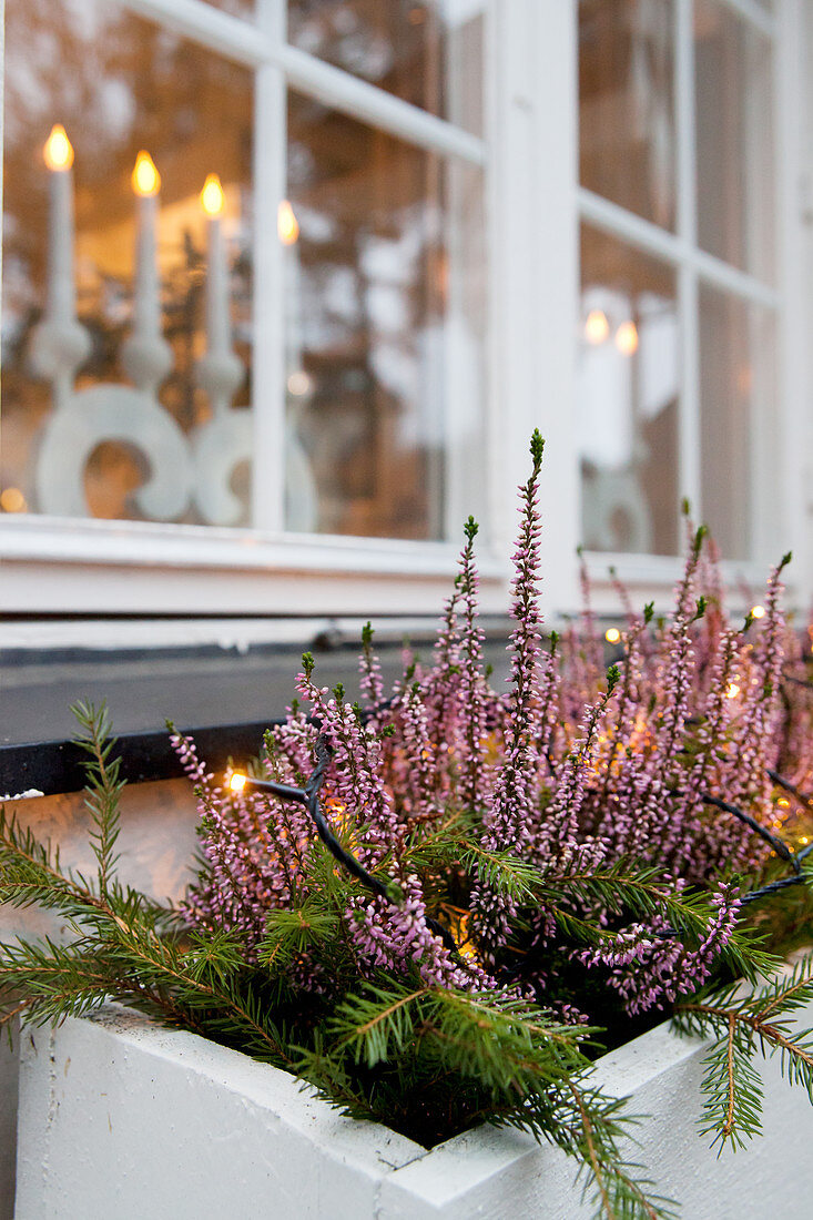 Heidekraut im Blumenkasten am Fenster