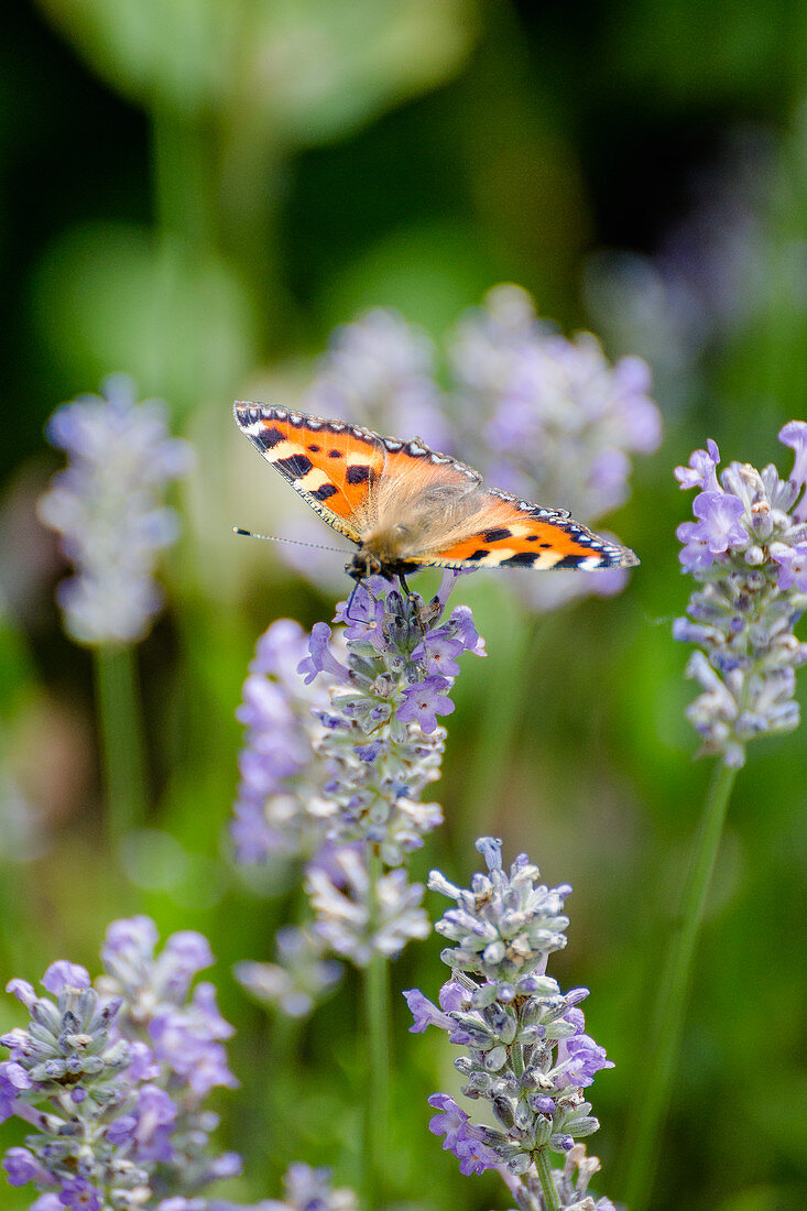 Schmetterling kleiner Fuchs auf Lavendelblüte